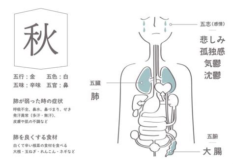 秋 五行|vol.043 陰陽五行からみる秋の食養生とは。体と自然のバランス。